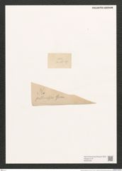 Navicula poulata Breb. (de-Toni-Nr.: Genus 1, Species 297) Zeichnungen Sammlung Grunow (NHMW-BOT-W0367046)
